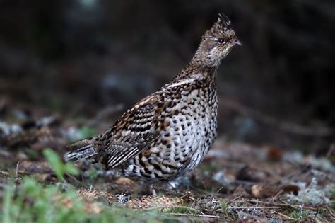 Animal Unique Beautiful Hazel Grouse