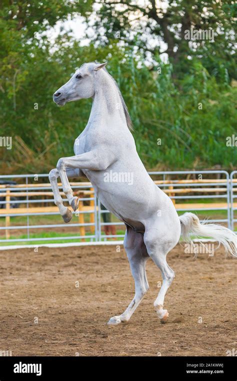 Horse Standing On Hind Legs Hi Res Stock Photography And Images Alamy