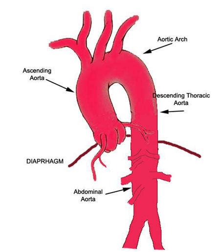 Diagram Of Ascending Aorta