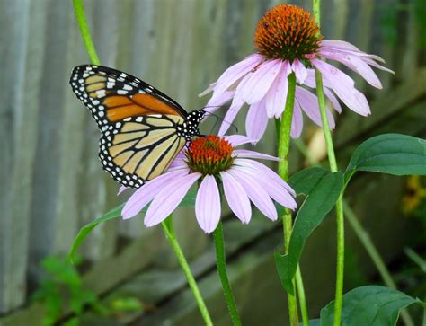 Its All About Purple The Monarch Butterflies