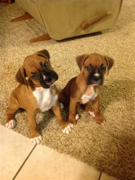 Pin By On Boxers Boxer Dogs Boxer Puppies Boxer