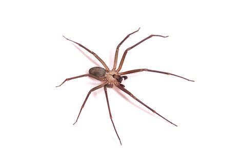 Spiders In Alaska The Brown Recluse