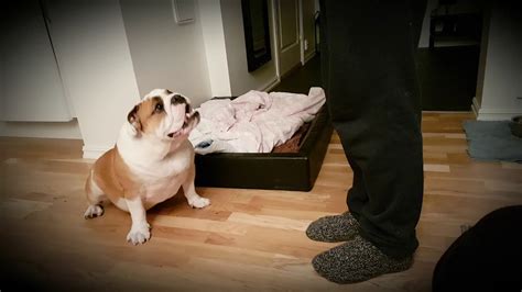 How To Train An English Bulldog Properly Simple Command Training Sit
