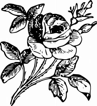 Rose Stencils Drawing Tattoo Flower Stencil Printable