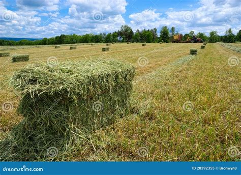 Harvested Hay Bales Stock Image Image Of Farmers Nature 28392355