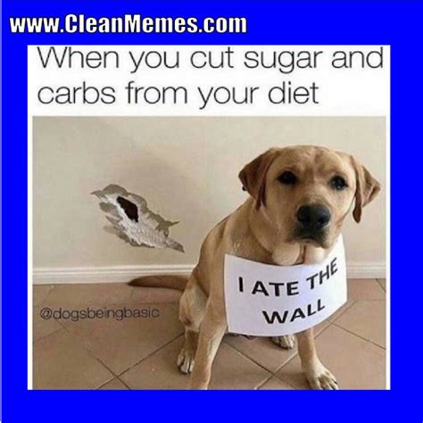 Lol Me Funny Diet Memes Diet Humor Funny Animal Memes Dog Memes