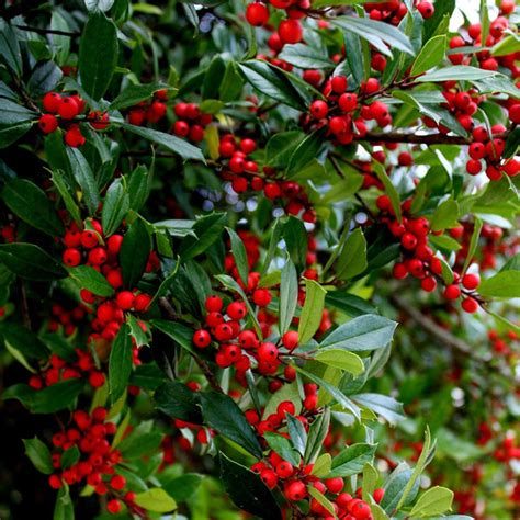 Winter Red Winterberry Hollies For Sale