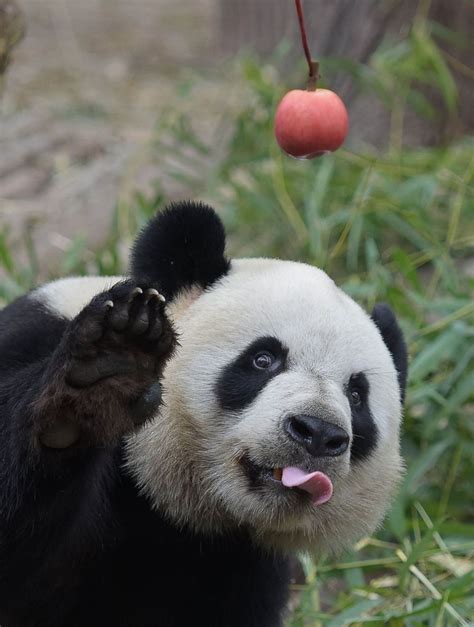 Panda Tries In Vain To Get An Apple Picture Amazing Animals From