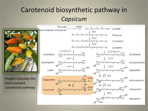 Ppt Carotenoids Powerpoint Presentation Free Download Id2045923