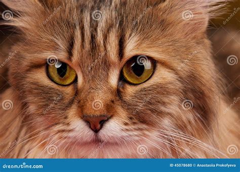 Siberian Cat Stock Photo Image Of Pretty Purebred Adult 45078680