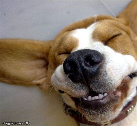 Collect The Unique Funny Dog Smile Pictures Hilarious Pets Pictures