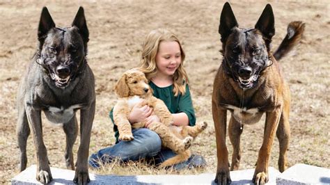 These Are 10 Best Protection Dog Breeds Youtube