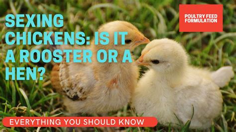 10 Amazing Ways Of Sexing Chickens How To Tell A Rooster From A Hen Poultry Feed Formulation