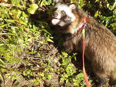 Meet Tanu The Japanese Raccoon Dog The Cutest Pup Around