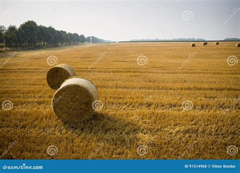 Rolls Of Haystacks On The Field Summer Farm Scenery With Haystack On