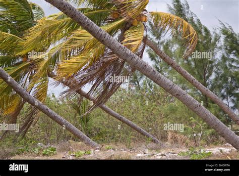 Coconut Palms Growing On An 45 Degree Angle Damaged By Hurricane Stock