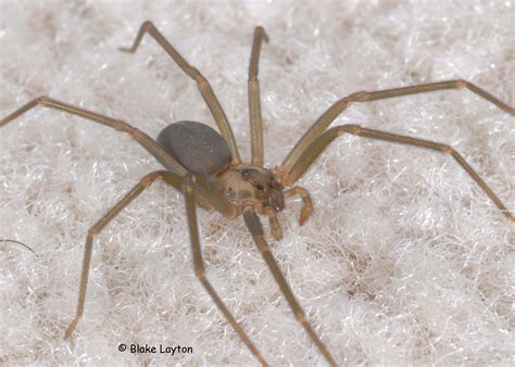 Spring Cleaning Helps With Spider Control Mississippi State