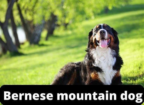 Bernese Mountain Dog Everything You Need To Know Animal Pedias