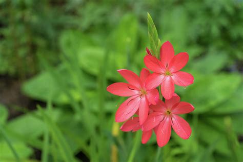 Three Bold Pink River Lily Blooms Exotic South African Beauties In A