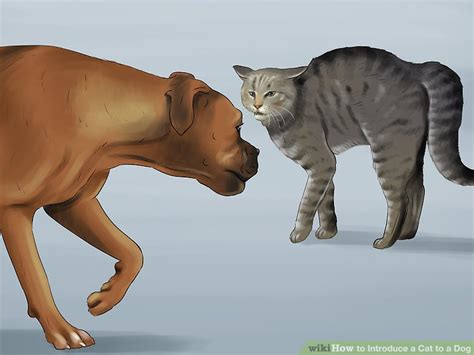 How To Introduce A Cat To A Dog How To Do Anything