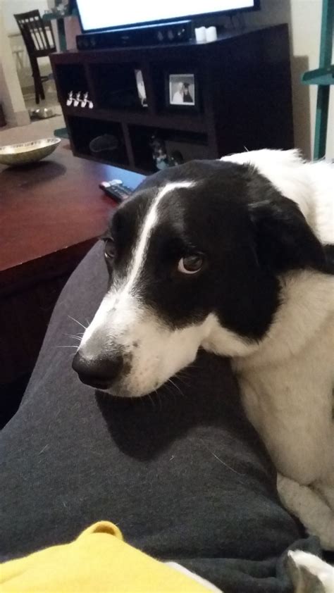 Unfortunately, this condition has no treatment. Border Collie Mix With Short Hair - 77 Korea Hairstyle Man ...