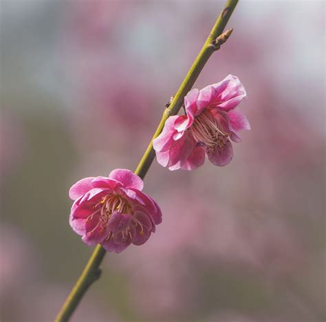 Flowers Peach Blossom Petals Free Photo On Pixabay Pixabay