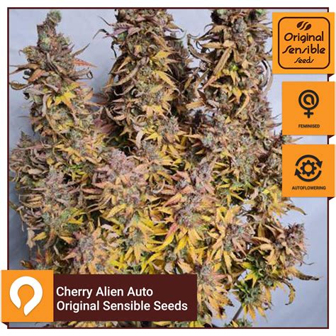 Cherry Alien Auto - Original Sensible Seeds - Feminised Seeds | Kazam Seeds