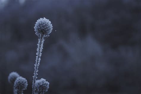 무료 이미지 분기 눈 겨울 구름 검정색과 흰색 꽃 서리 얼음 날씨 단색화 시즌 동결 매크로 사진