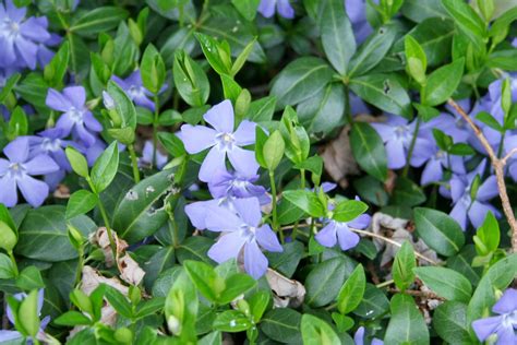 Vinca ~ Blue Flowers On A Hearty Ground Cover John Lee