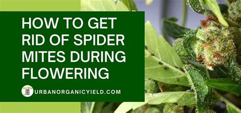 How To Get Rid Of Spider Mites Dear Adam Smith