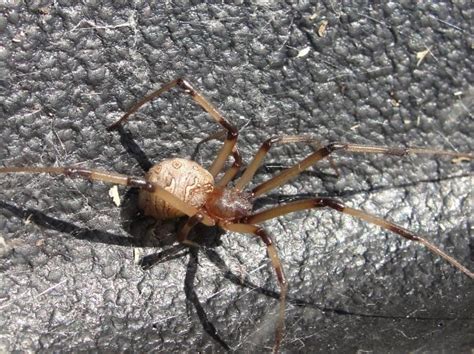 Stopping Black Widow Spiders And Brown Widow Spiders In Their Tracks