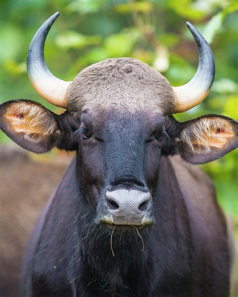 India Gaur Indian Wild Bison Bos Photograph By Ralph H Bendjebar