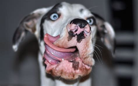 Posing Pooch Great Dane Dog Caught On Camera Pulling Funny Faces In