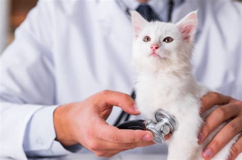 How urgent is the cleaning? Cat Vaccinations for Healthy, Happy Kitties | PrettyLitter