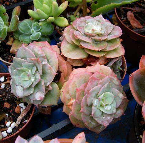 Echeveria Funki Manue64 Flickr