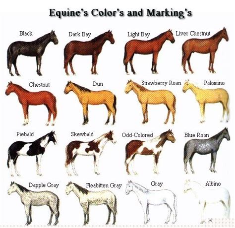 Coat Color Genetics In Horses February 2011
