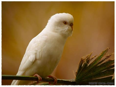 White Parakeet Budgie Birds 2 Love Birds Beautiful Birds Pet Birds