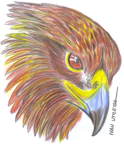 Dibujo De águila En Lápices De Colores