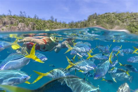 10 Best Snorkelling Spots In The Whitsundays