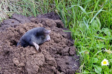 How To Get Rid Of Garden Moles By Diy Gardening