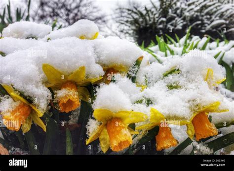 Snow Covered Flowers In April In Ohio Stock Photo 309855604 Alamy