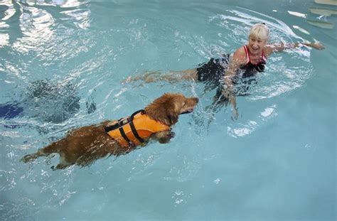 Pet Aquatics In Milwaukie Offers Swim Therapy For Dogs