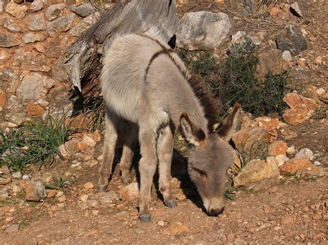 Donkey Mediterranean Mallorca Free Photo On Pixabay Pixabay