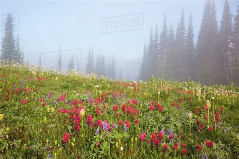 Wildflowers In The Morning Fog In Paradise Park In Mt Rainier National