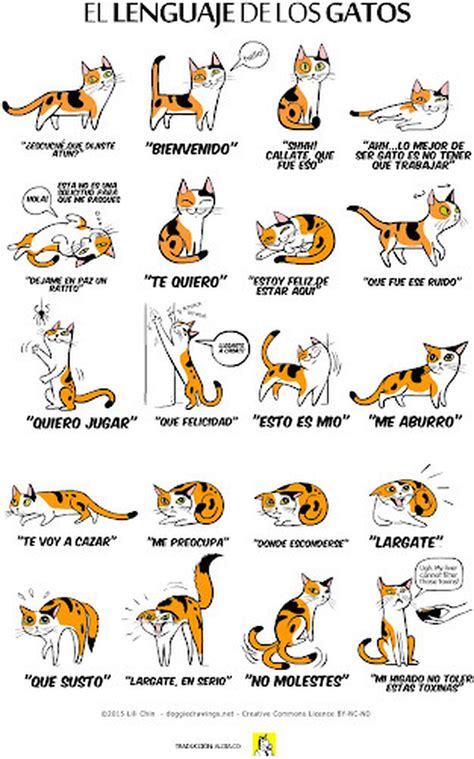 Lenguaje corporal 20 señales que deberías conocer de tu gato