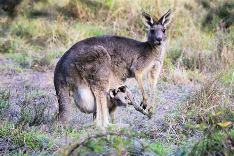 Canguro Características Alimentación Hábitat Reproducción