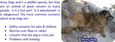 6 effects on human health. How to Catch a Stray Dog that is Scared and Runs Away
