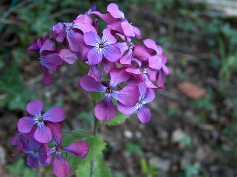 Tra tutte le piante spontanee quelle a fiori color dell'oro l'erba medica della altra pianta spontanea dai fiori gialli spontanei inverno / numerosi sono i fiori invernali spontanei che possiamo vedere girando nel. Lunaria annua L. - Schede delle erbe, piante e fiori ...