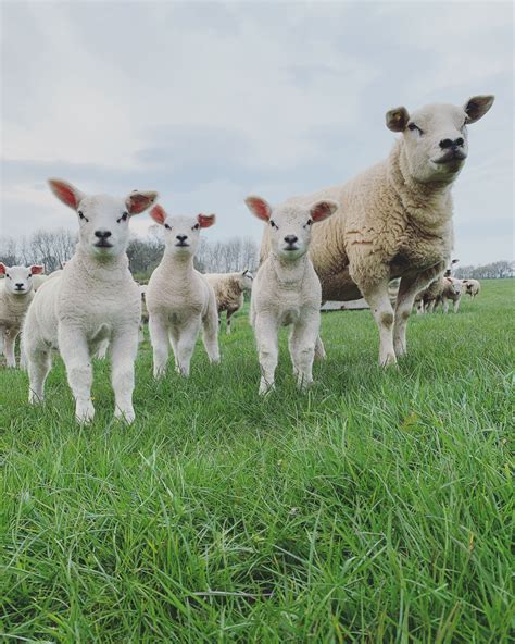 Cute Lambs And Mother Cute Sheep Smallholding Northwales