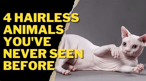 4 Hairless Animals Youve Never Seen Before Youtube